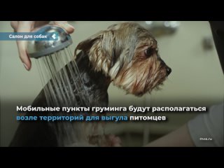 mobile health and beauty salons for dogs will open in moscow