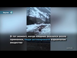 in yakutia, workers blew up a bear that often came to the shift camp