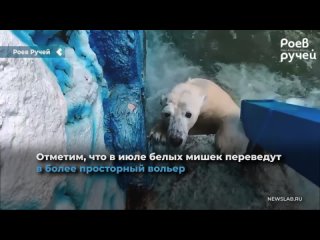 in the krasnoyarsk zoo roev ruchey showed how a polar bear dives into the pool