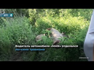 a truck with pigs flew into a ditch in achinsk