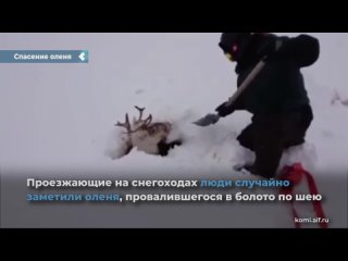 the russians rescued a deer that fell into a swamp