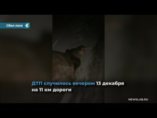 an elk was killed on the achinsk-uzhur-troitskoye highway