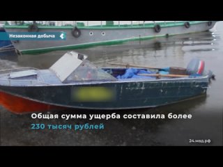 two residents of the krasnoyarsk territory illegally caught more than 230 white fish.