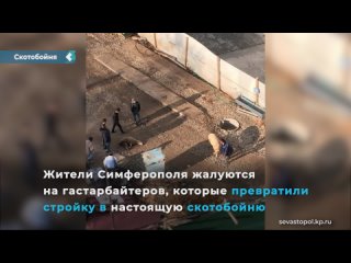 in simferopol, builders slaughter and roast sheep right under the windows of residential buildings.