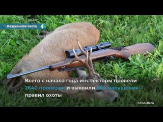 in the krasnoyarsk territory, the damage from illegal hunting amounted to 11 million rubles