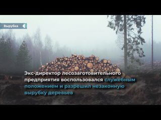 in the krasnoyarsk territory, a man cut down trees for 7 million rubles.