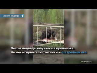 in the tomsk region, a bear entered the territory of an oil field and doused himself with oil