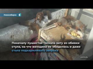 squirrel arranged a kindergarten on the balcony of a resident of novosibirsk