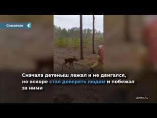 tyumen firefighters carried a calf out of the burning forest in their arms