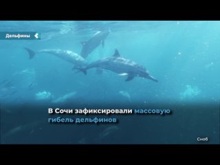 in sochi recorded the mass death of dolphins