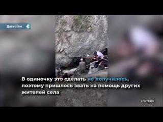 the whole village of dagestanis saved a cow from a mountain river in the tsumadinsky district