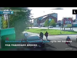 a schoolgirl from the perm region almost got hit by a falling tree.