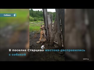 in the krasnoyarsk territory, a dog was brutally dealt with.