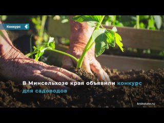 in the krasnoyarsk territory, gardeners will receive up to 100,000 rubles for development.