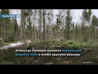 achinsk police revealed illegal logging for a million rubles