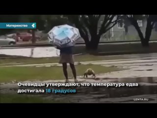 in veliky novgorod, residents filmed a video of a mother standing under an umbrella, and her teen bathing in a puddle without clothes