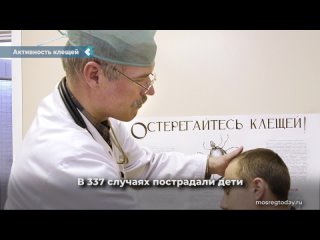 in the krasnoyarsk territory, the activity of ticks has sharply increased