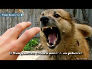 in minusinsk, a mad dog bit a teen