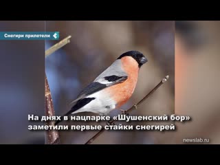 bullfinches flew to the south of the krasnoyarsk territory