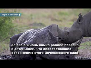 world's oldest female black rhinoceros euthanized at berlin zoo