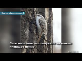 in the national park "shushensky bor" a red book bird got into the camera lens