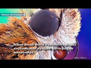 the prestigious competition nikon small world photomicrography has published the best photos of the microworld