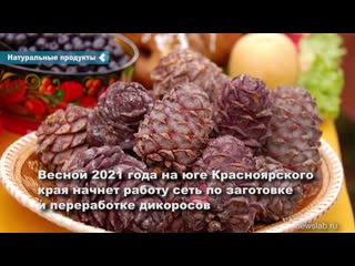 a network for the harvesting and processing of wild plants is being prepared for work in the krasnoyarsk territory