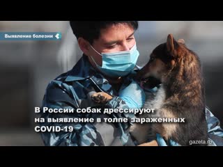 dogs recognizing covid-19 may appear in russia