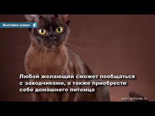 an exhibition of cats will be held at the city palace of culture on sunday