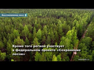 more than 331 million rubles will be allocated for the restoration of forests in the krasnoyarsk territory in the coming years