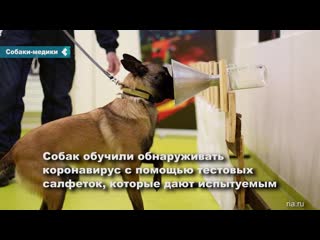 dogs start testing for covid-19 at helsinki airport