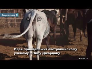 in botswana, cows are painted with eyes on the back according to the advice of scientists