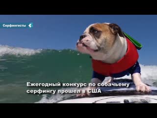 surf dog contest in the usa