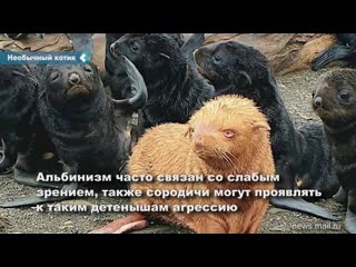 in russia, found a "golden" fur seal