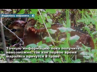 red deer were born in the nursery of the krasnoyarsk territory