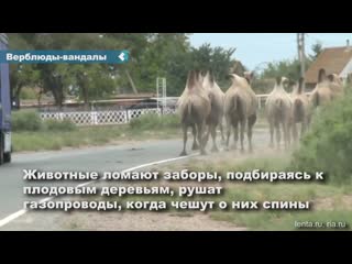 residents of astrakhan villages complain about vandal camels terrorizing them