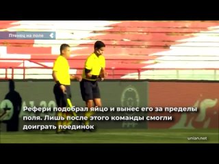 in brazil, during a football match, a bird laid an egg right on the lawn