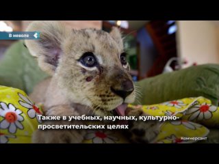 the ministry of natural resources intends to finally ban the keeping of all dangerous animals in apartments and private houses