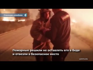 chelyabinsk firefighters saved a deer from a fire