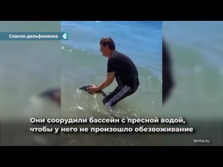 a baby dolphin stuck in shallow water was rescued in simferopol