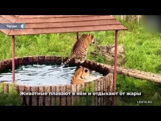 the park for the amur tigers built a jacuzzi