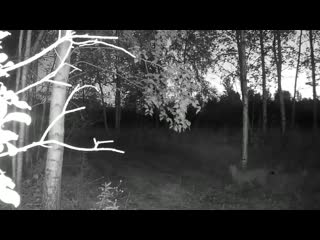 in the reserve "arga" camera traps filmed a lynx at night