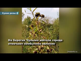 in achinsk shrubs covered with "dry roses"