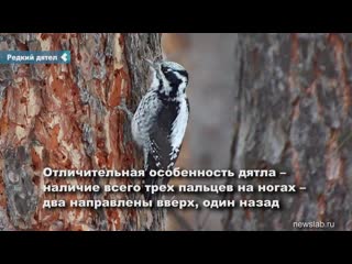 a rare woodpecker flew to the south of the krasnoyarsk territory