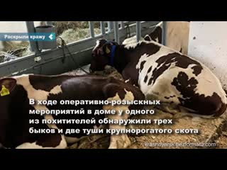 the police uncovered the theft of bulls for 1 million rubles in the krasnoyarsk territory