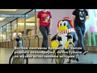 the chicago penguins were given a tour of the football stadium