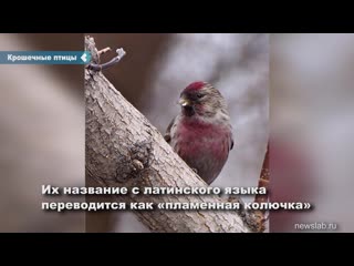 tiny birds flew to the south of the krasnoyarsk territory