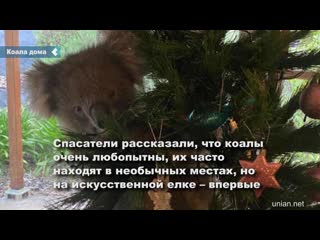 australian family discovers koala on their christmas tree