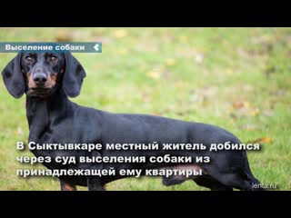 in syktyvkar, through the court, the owner of the apartment evicted the dachshund, which belonged to his father