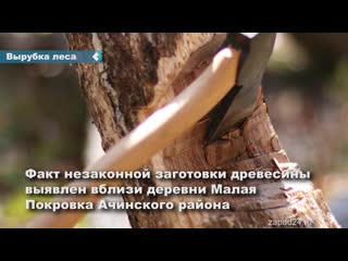 facts of illegal deforestation near the village of malaya pokrovka in the achinsk region were revealed